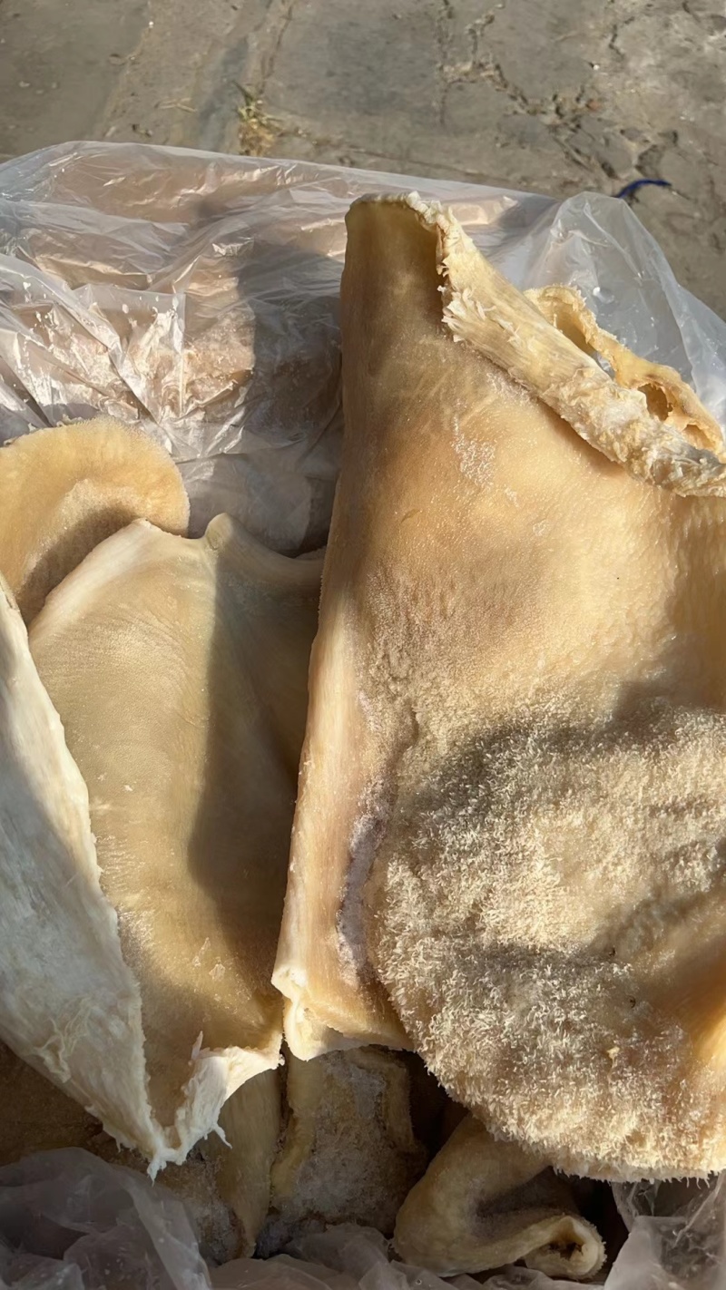白水牛肚大肚无碱无水发餐饮店火锅店卤菜店一手货源批发