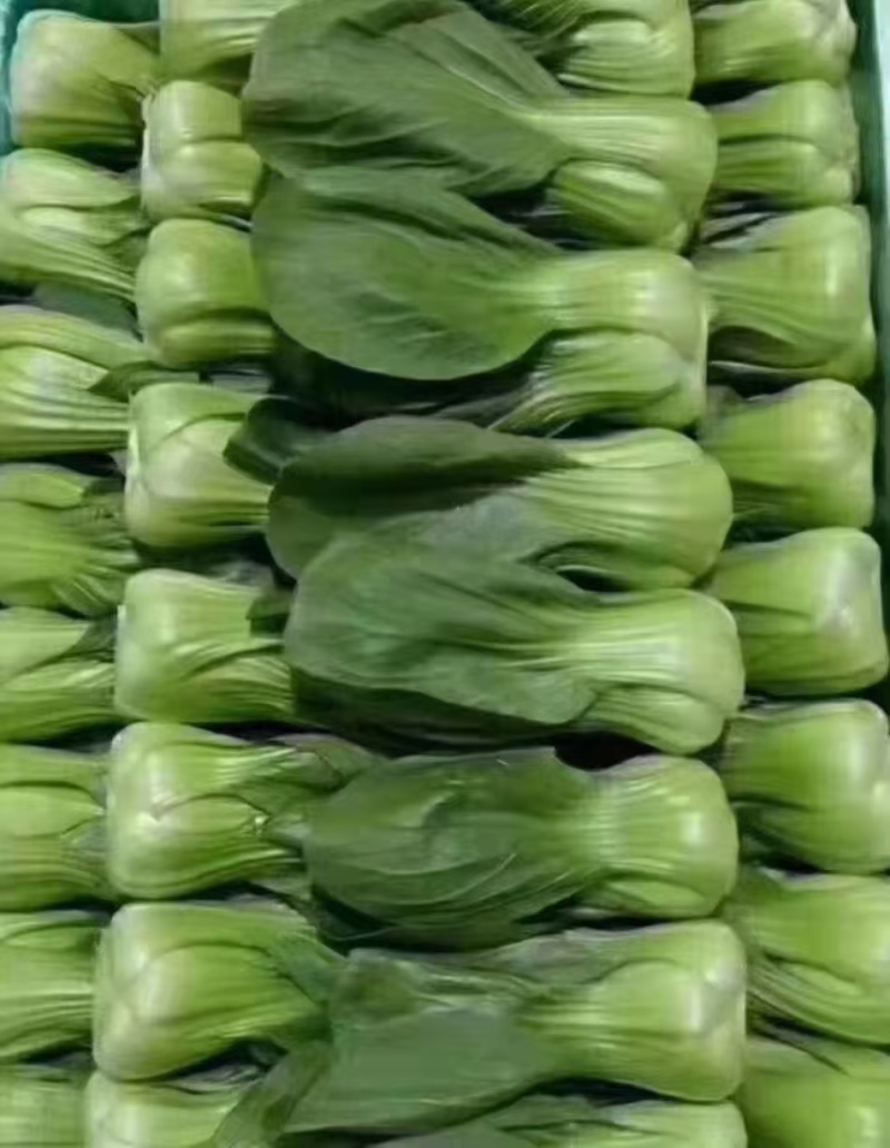 精品小油菜，颜色深绿，棵匀整齐，基地直发欢迎来电