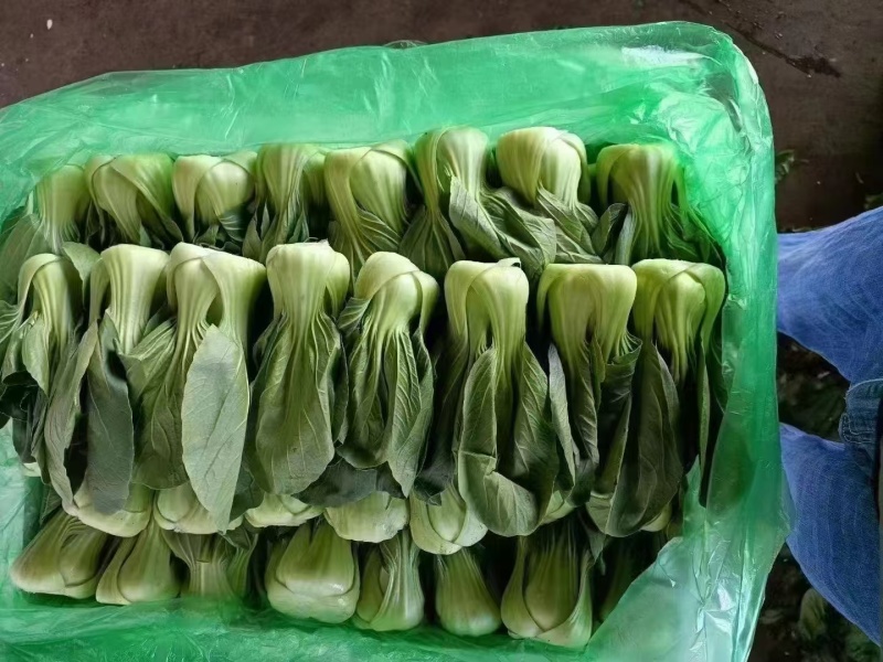 精品小油菜，颜色深绿，棵匀整齐，基地直发欢迎来电