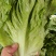 精品意大利生菜，无烧心，无干边，可供山东，河南各大市场