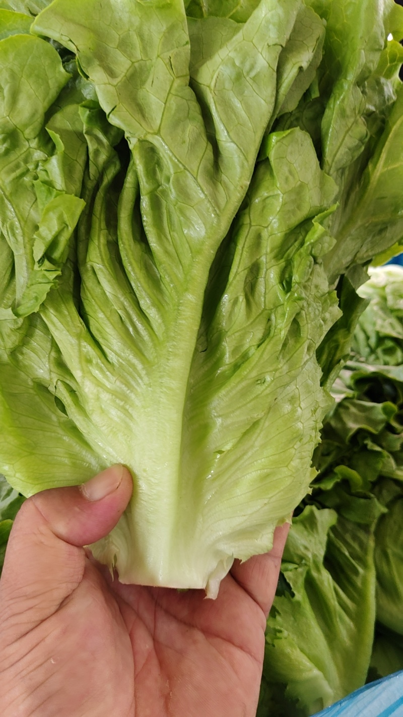 精品意大利生菜，无烧心，无干边，可供山东，河南各大市场