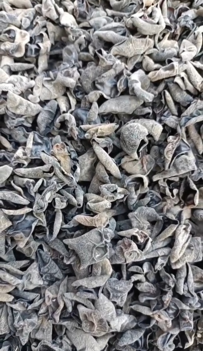 东北秋木耳