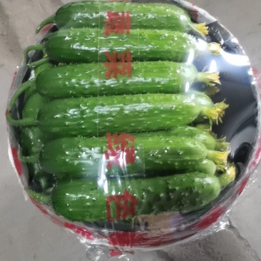 绥中旱黄瓜产地1元时代来了