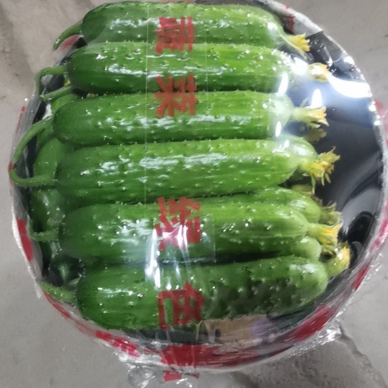 绥中旱黄瓜产地1元时代来了