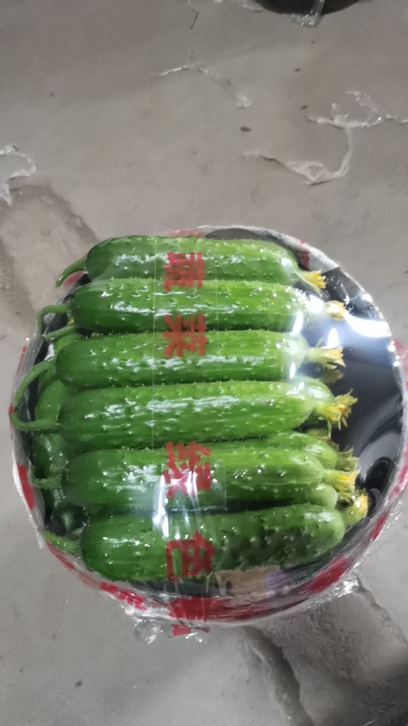 绥中旱黄瓜产地1元时代来了
