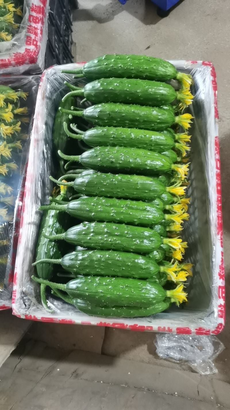 绥中旱黄瓜产地1元时代来了