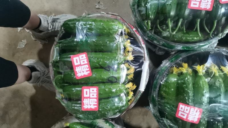 绥中旱黄瓜产地1元时代来了