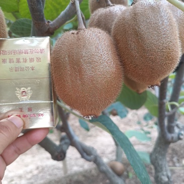 徐香猕猴桃