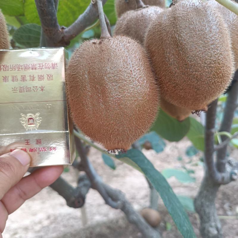 徐香猕猴桃