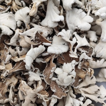 白参菌干片，干朵