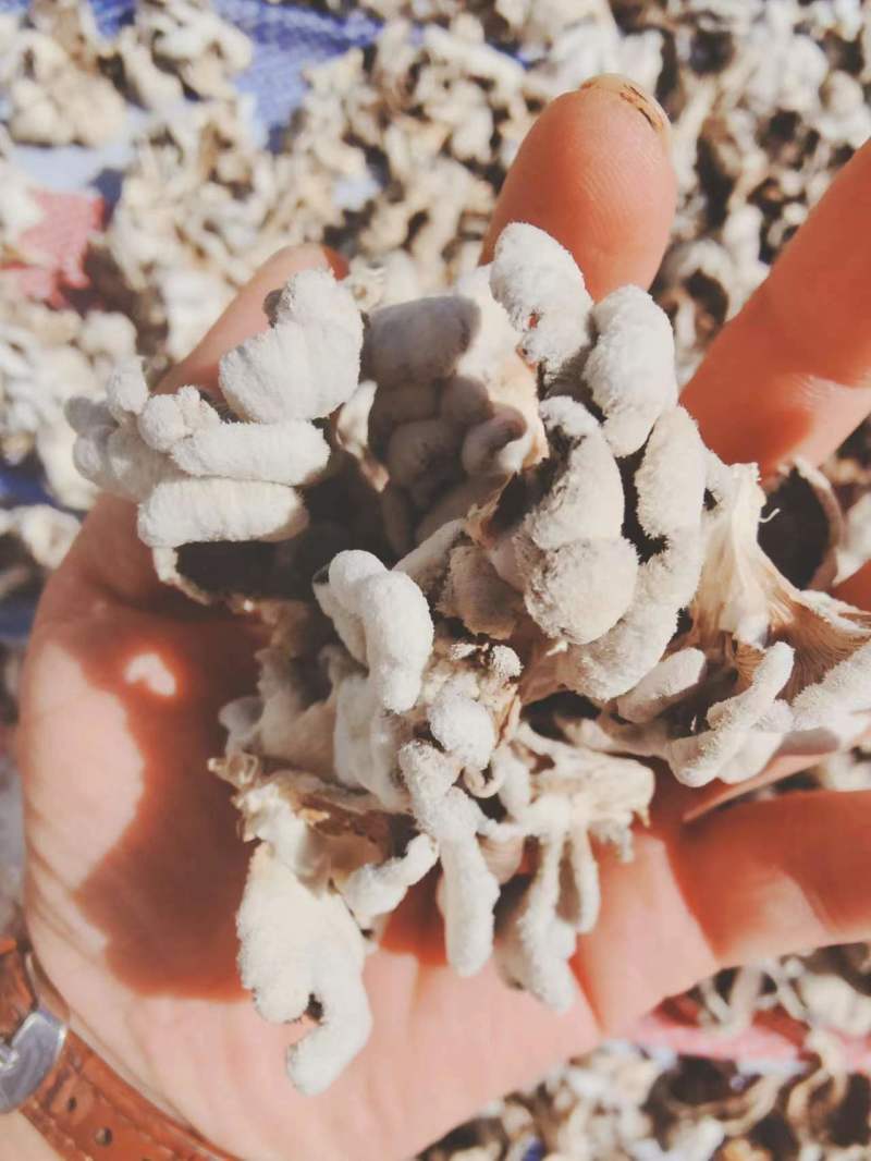 白参菌干片，干朵