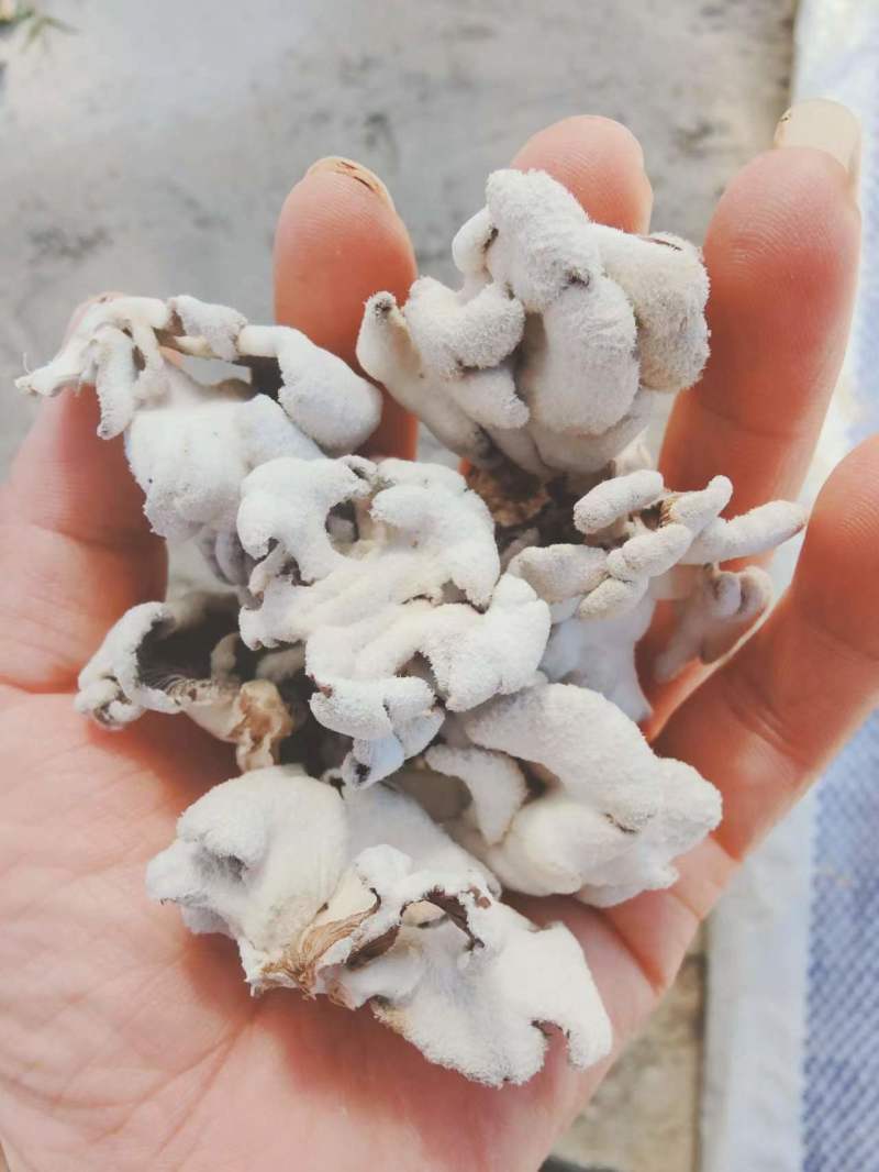 白参菌干片，干朵