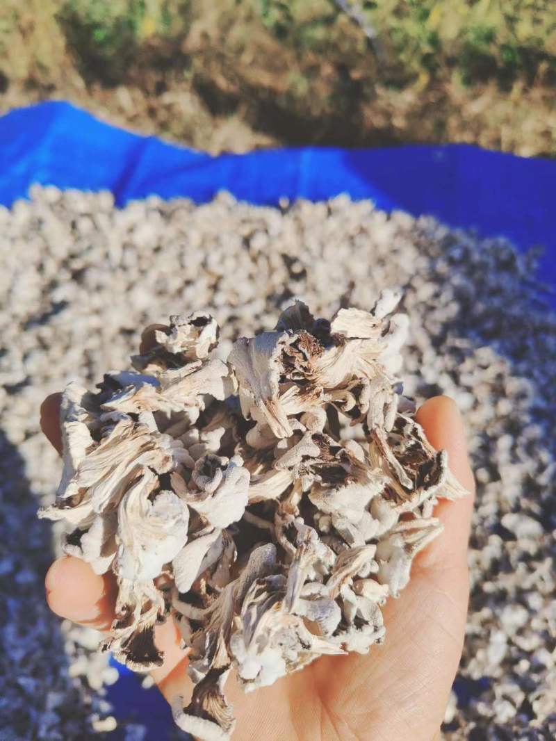 白参菌干片，干朵