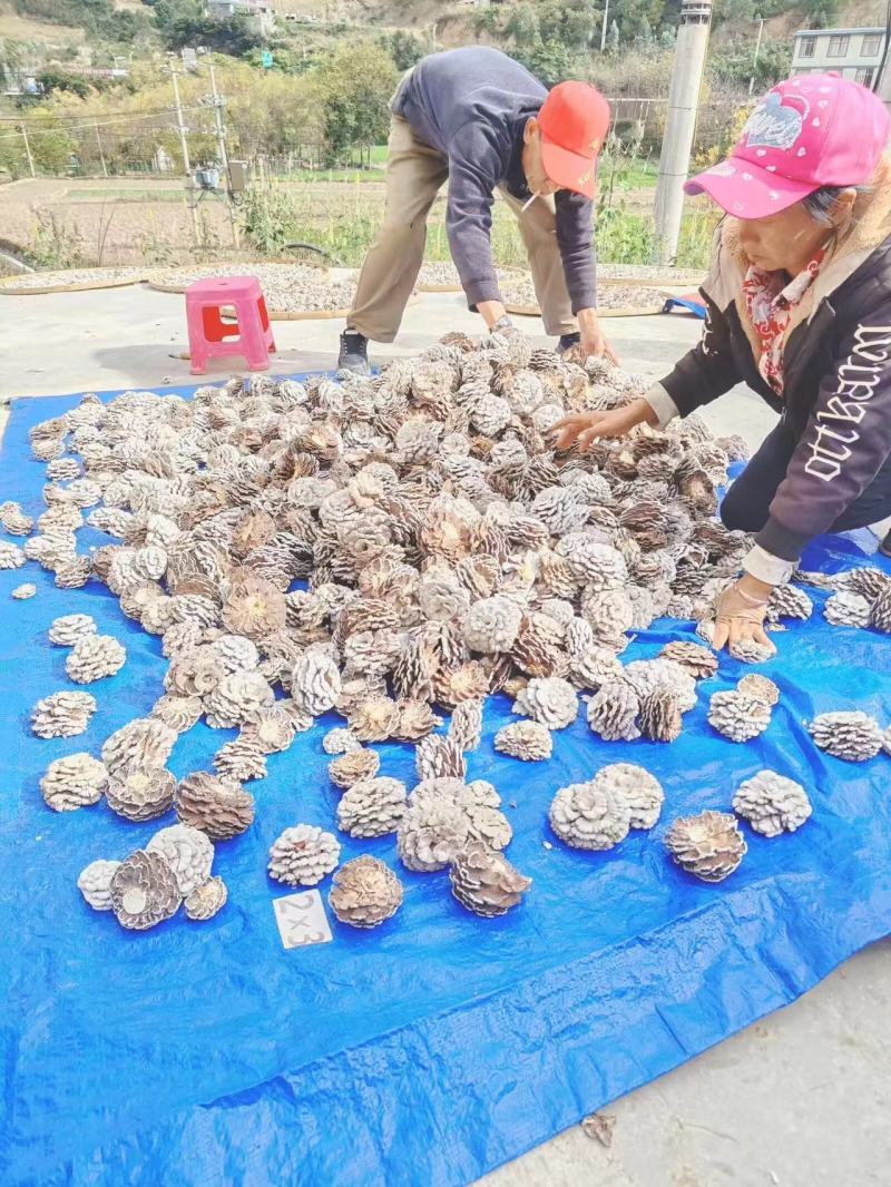 白参菌干片，干朵