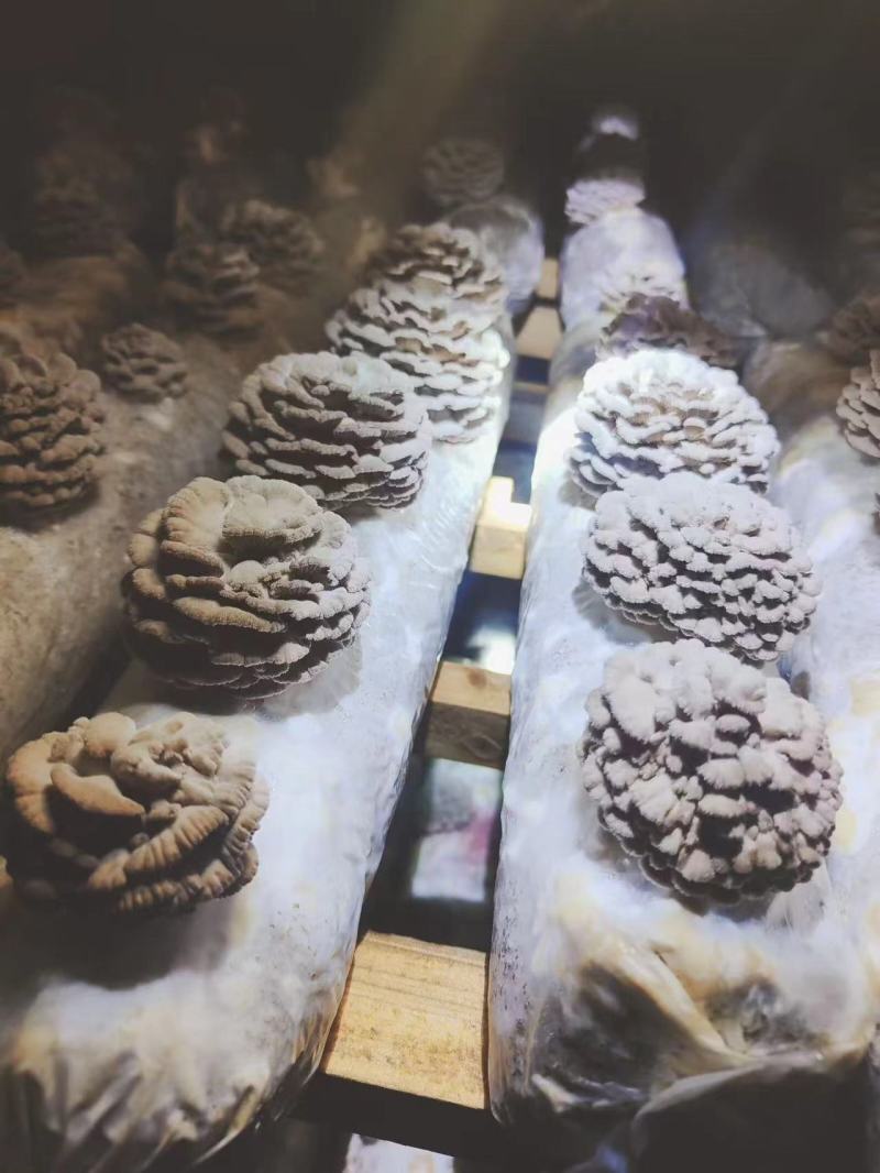 白参菌干片，干朵
