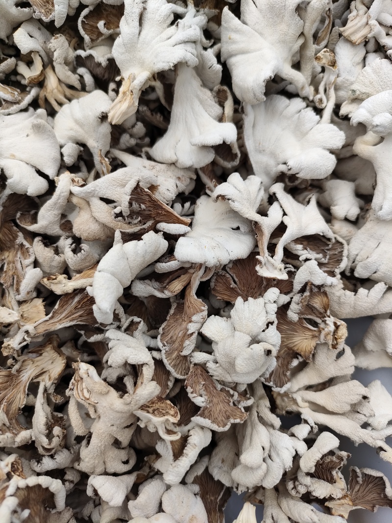 白参菌干片，干朵