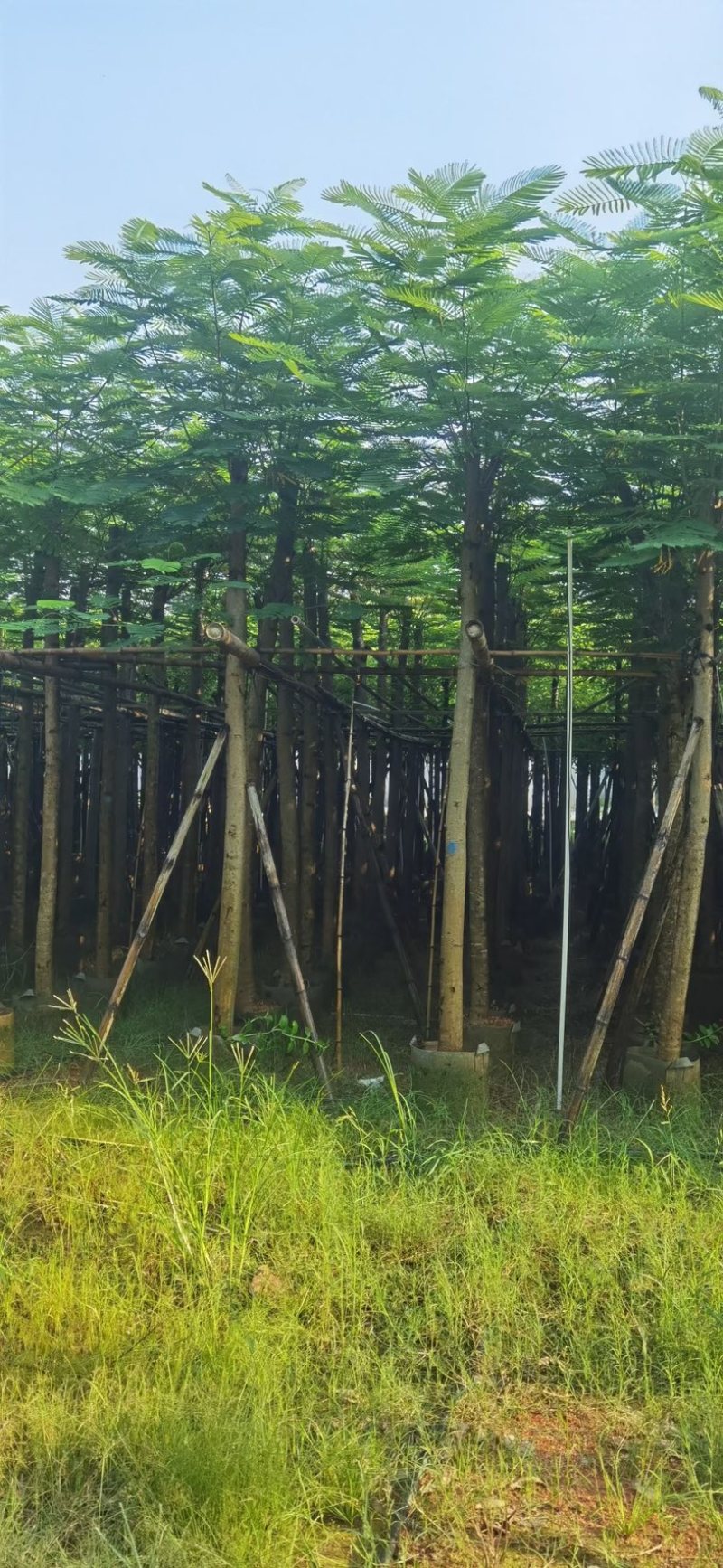 凤凰木8～15公分基地直发规格齐全质量优质