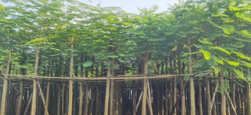 凤凰木8～15公分基地直发规格齐全质量优质