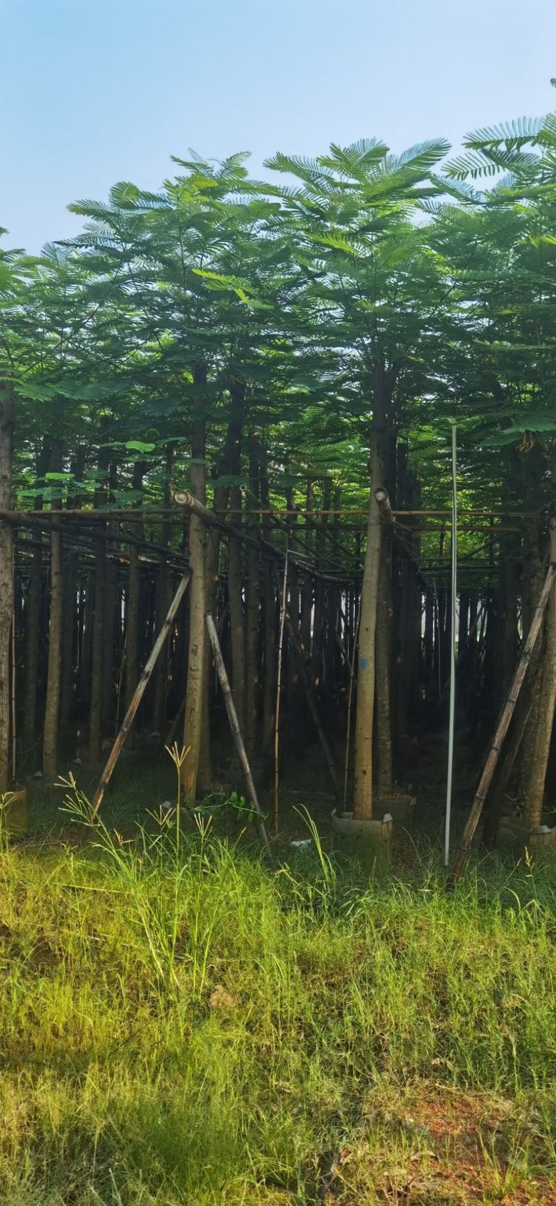 凤凰木8～15公分基地直发规格齐全质量优质
