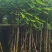 凤凰木8～15公分基地直发规格齐全质量优质