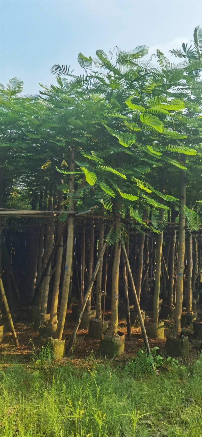 凤凰木8～15公分基地直发规格齐全质量优质