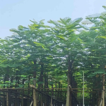 凤凰木8～15公分基地直发规格齐全质量优质