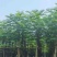 凤凰木8～15公分基地直发规格齐全质量优质