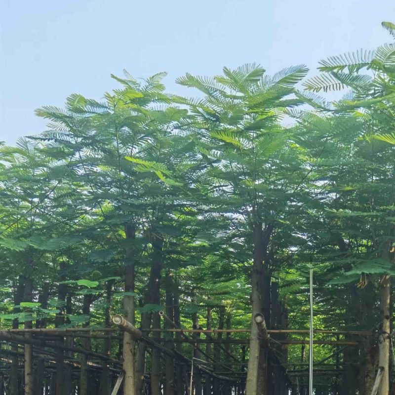 凤凰木8～15公分基地直发规格齐全质量优质