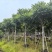 麻楝12～20公分基地直发规格齐全质量优质