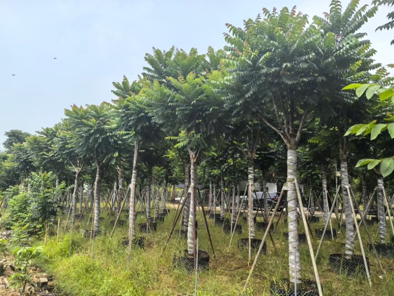 麻楝12～20公分基地直发规格齐全质量优质