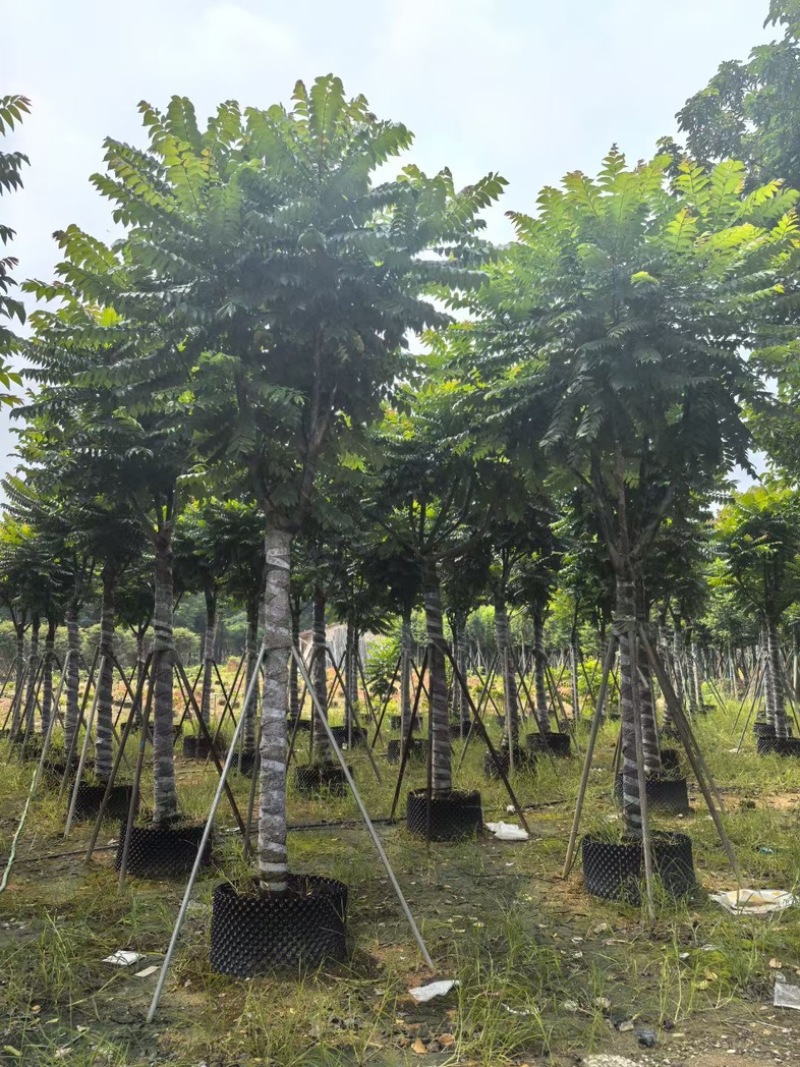 麻楝12～20公分基地直发规格齐全质量优质