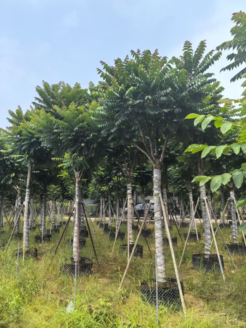 麻楝12～20公分基地直发规格齐全质量优质