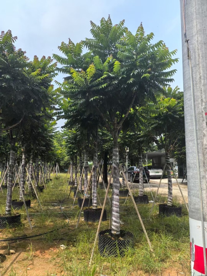 麻楝12～20公分基地直发规格齐全质量优质