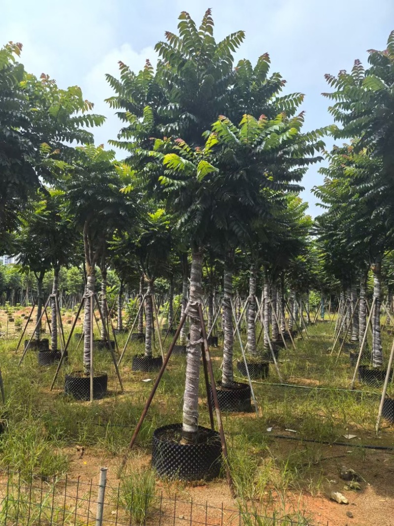 麻楝12～20公分基地直发规格齐全质量优质