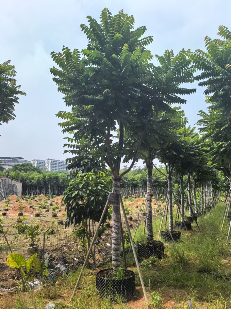 麻楝12～20公分基地直发规格齐全质量优质