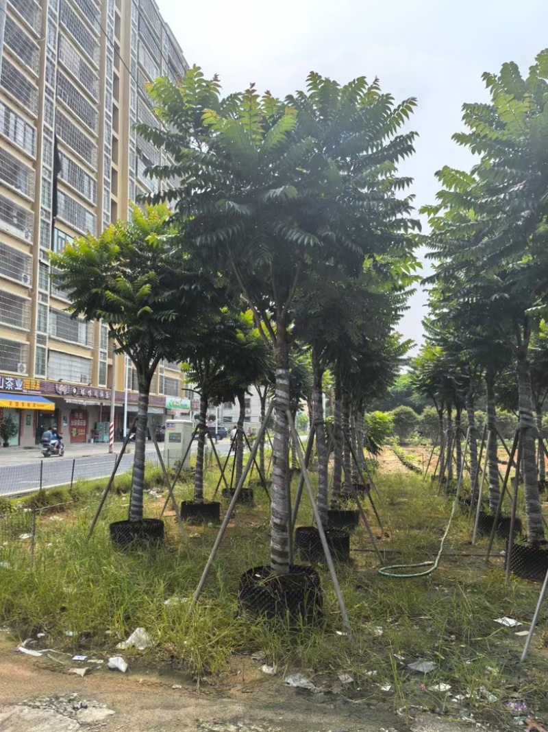 麻楝12～20公分基地直发规格齐全质量优质