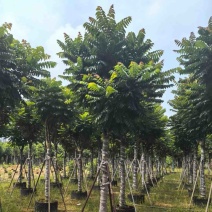 麻楝12～20公分基地直发规格齐全质量优质