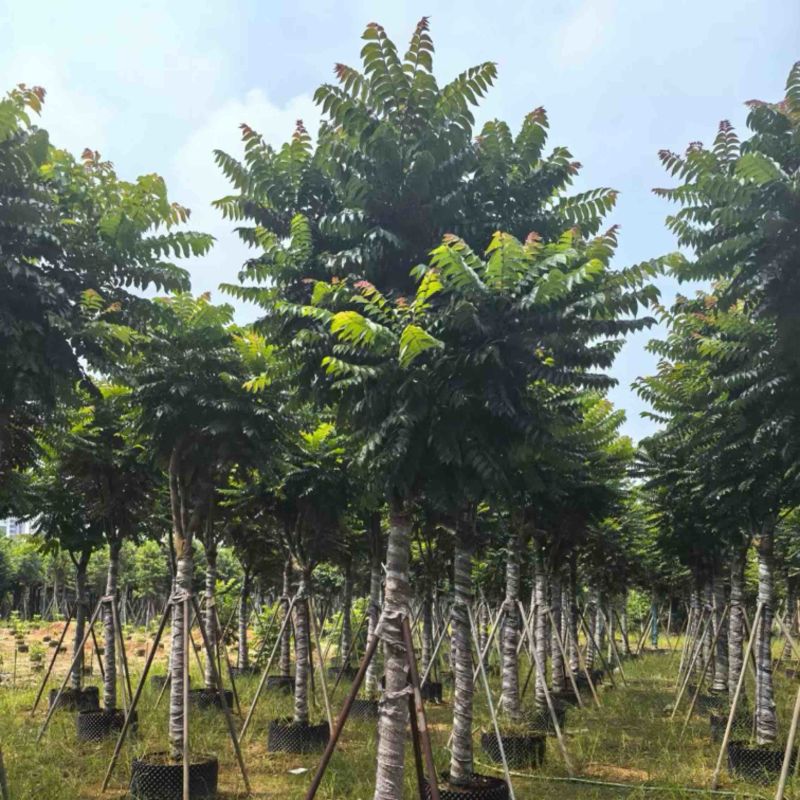 麻楝12～20公分基地直发规格齐全质量优质