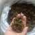 梅干菜干净卫生保质保量价格优惠量大从优货源充足
