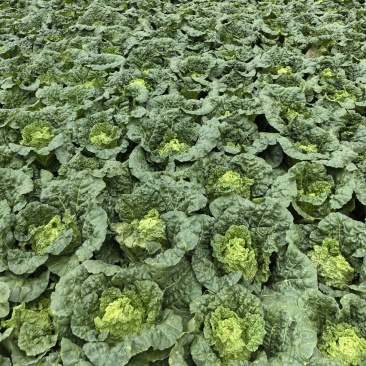 精品云南毛白菜0.6-0.9kg毛菜，质量三包