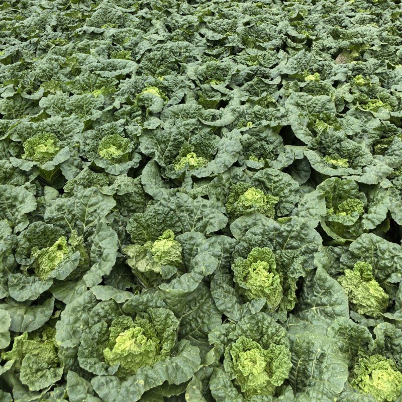 精品云南毛白菜0.6-0.9kg毛菜，质量三包