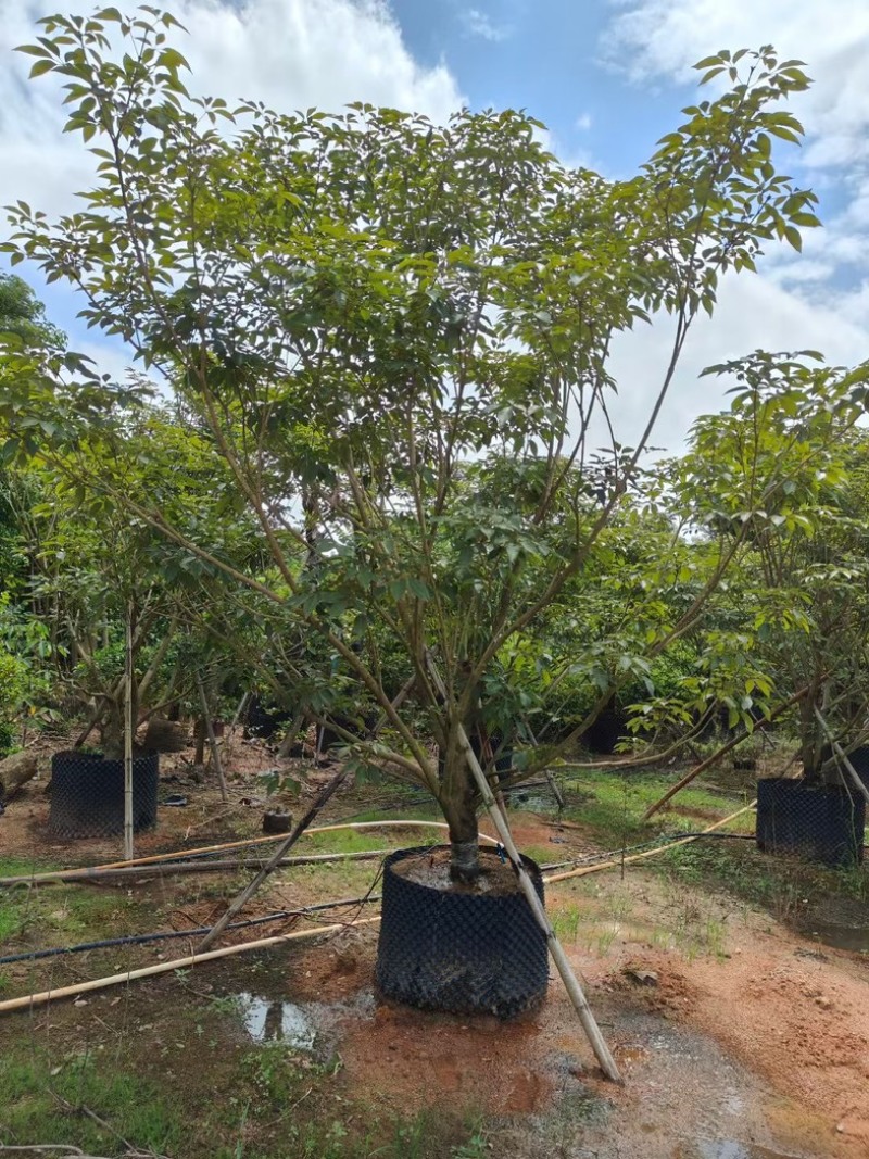 丛生紫花风铃木3米至4米高基地直发规格齐全质量优质