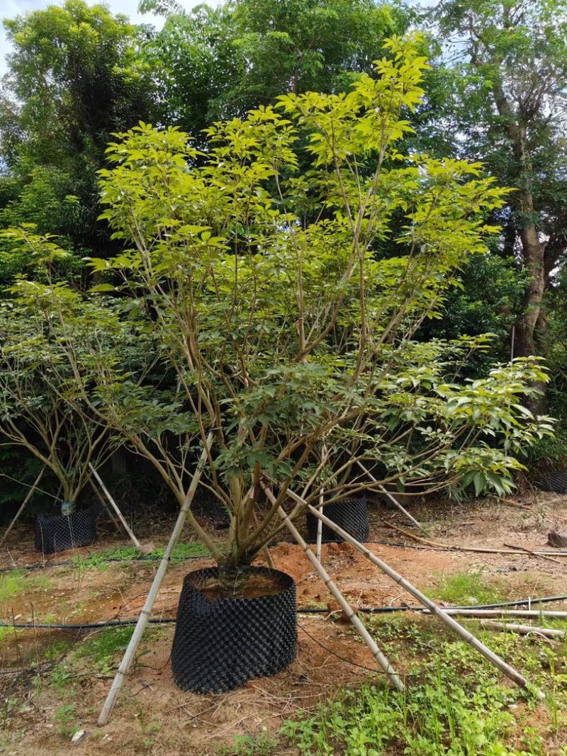 丛生紫花风铃木3米至4米高基地直发规格齐全质量优质