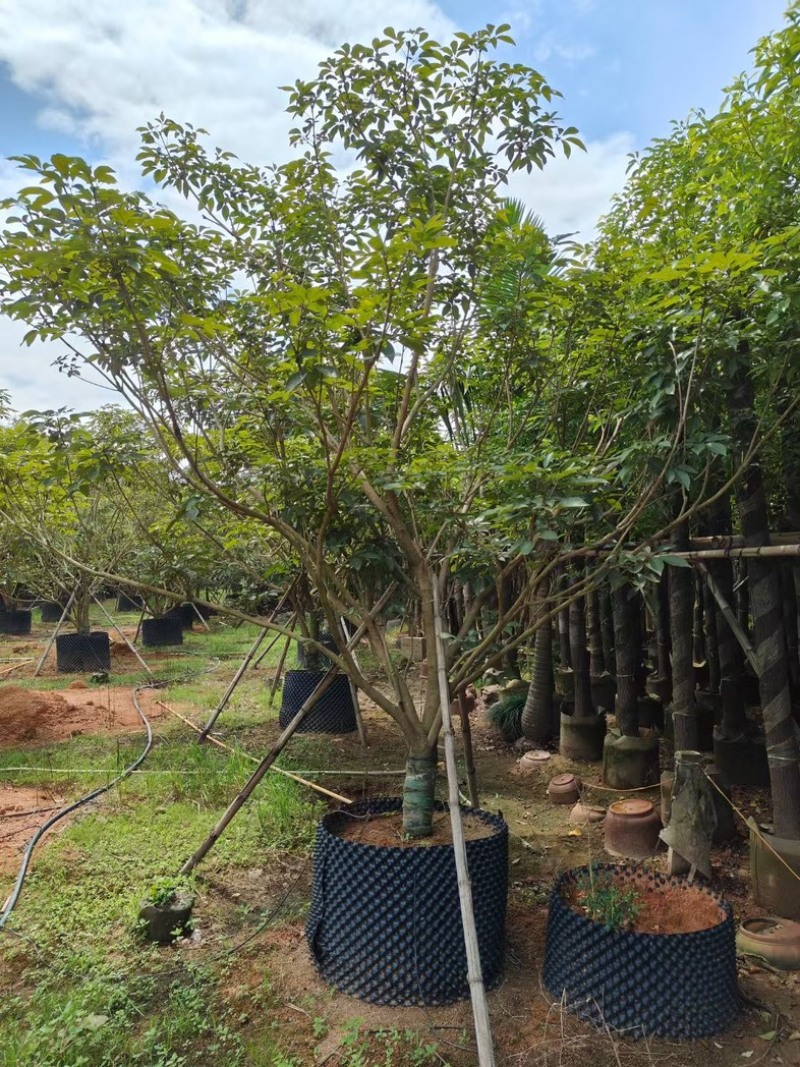 丛生紫花风铃木3米至4米高基地直发规格齐全质量优质