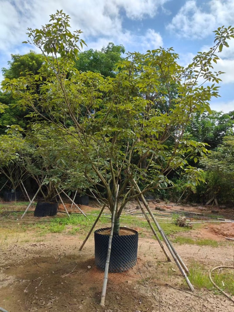丛生紫花风铃木3米至4米高基地直发规格齐全质量优质
