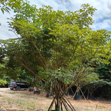 丛生紫花风铃木3米至4米高基地直发规格齐全质量优质