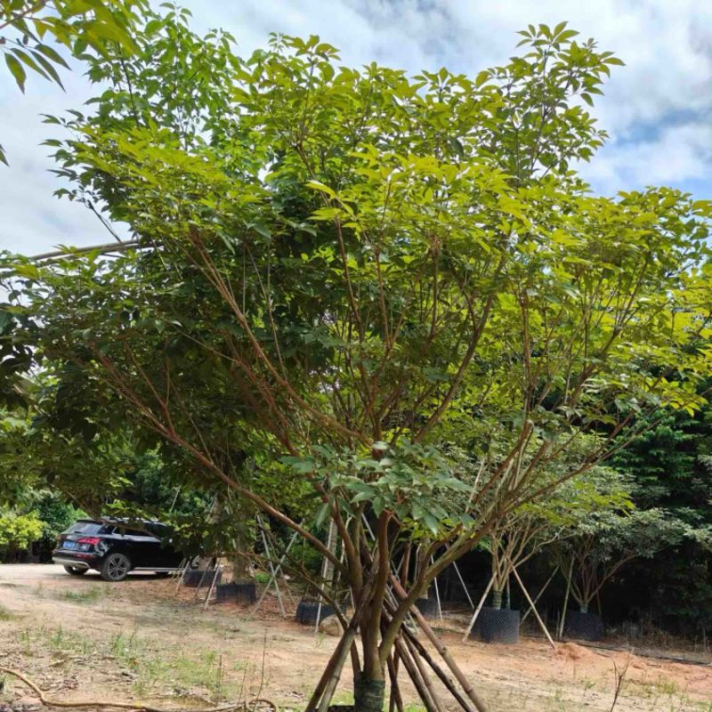 丛生紫花风铃木3米至4米高基地直发规格齐全质量优质