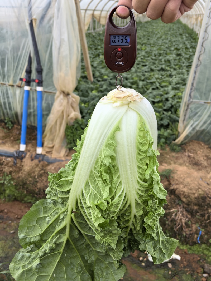 精品云南毛白菜0.6-0.9kg毛菜，质量三包