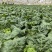 精品云南毛白菜0.6-0.9kg毛菜，质量三包