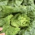 精品云南毛白菜0.6-0.9kg毛菜，质量三包